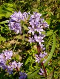 Campanula glomerata