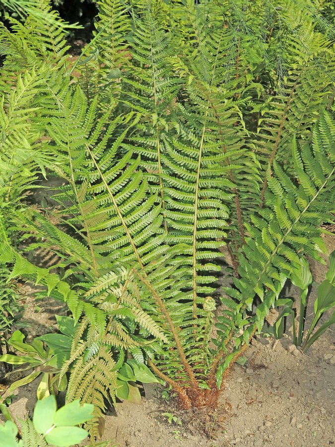 Изображение особи Dryopteris crassirhizoma.