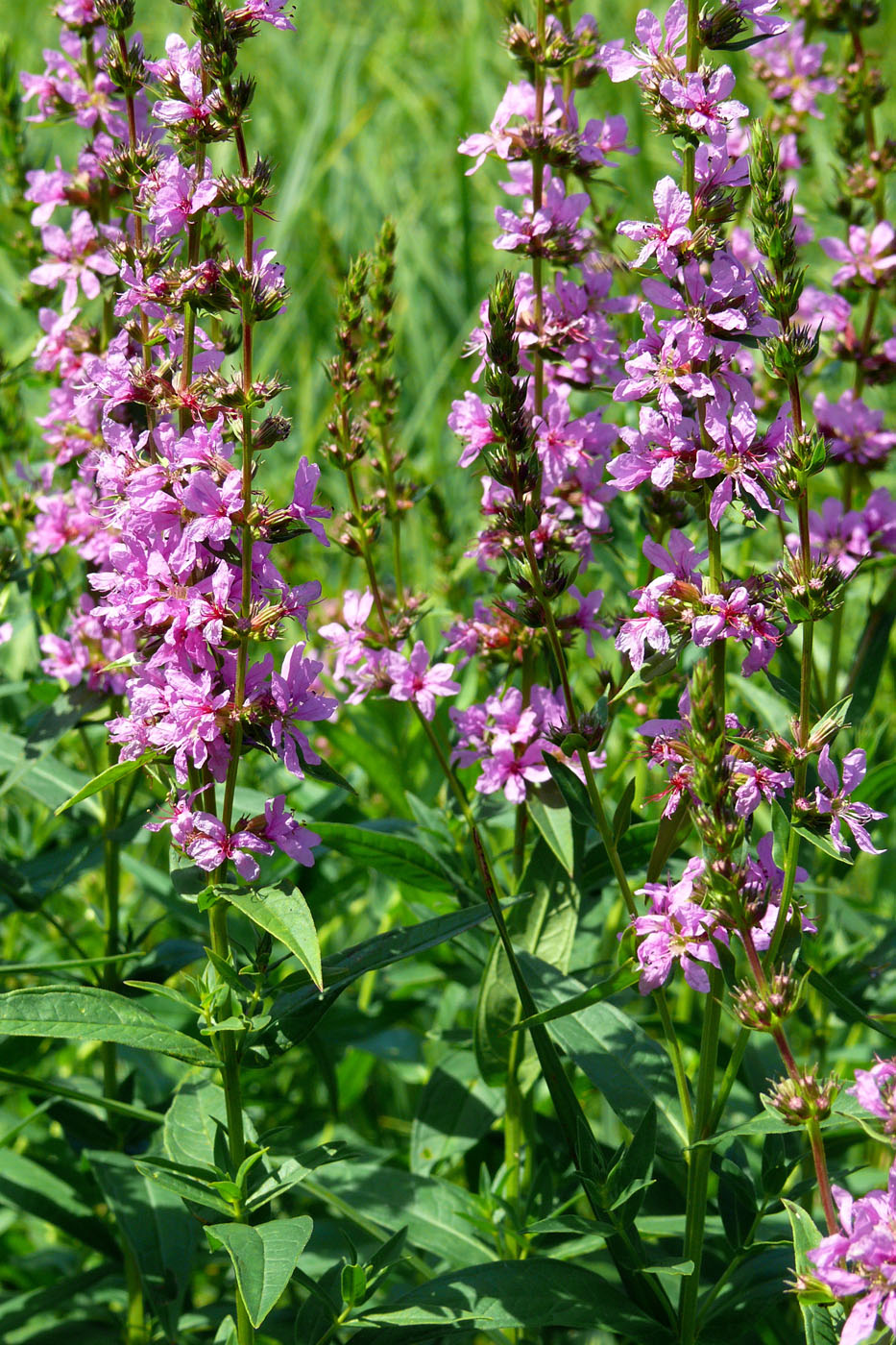 Image of Lythrum salicaria specimen.