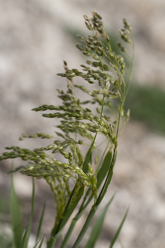 Image of Hierochloe repens specimen.