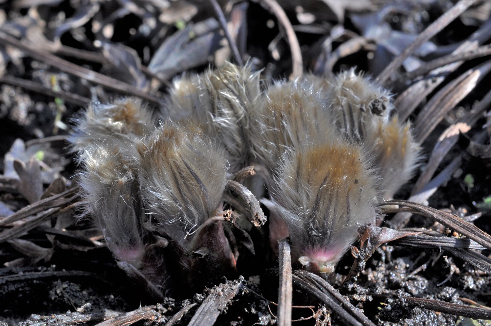 Image of Pulsatilla patens specimen.