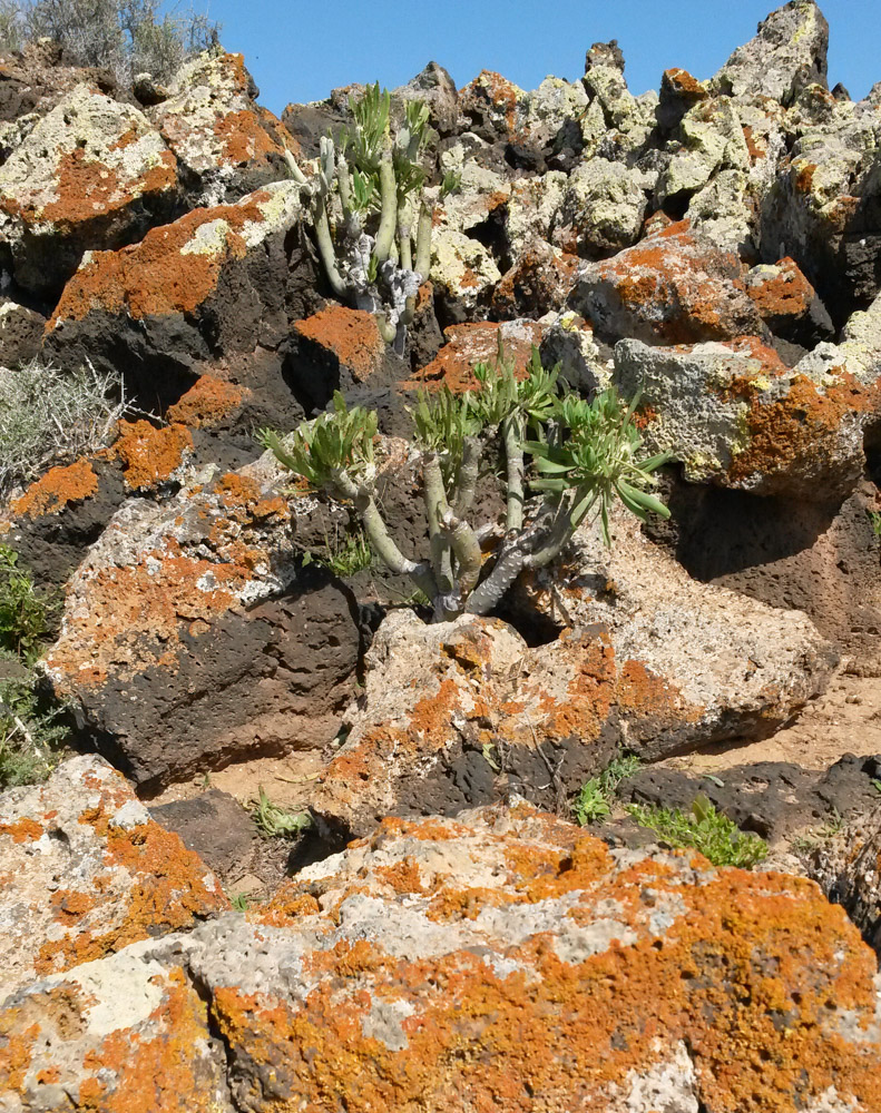 Image of Kleinia neriifolia specimen.