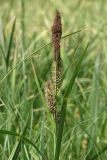 Carex riparia