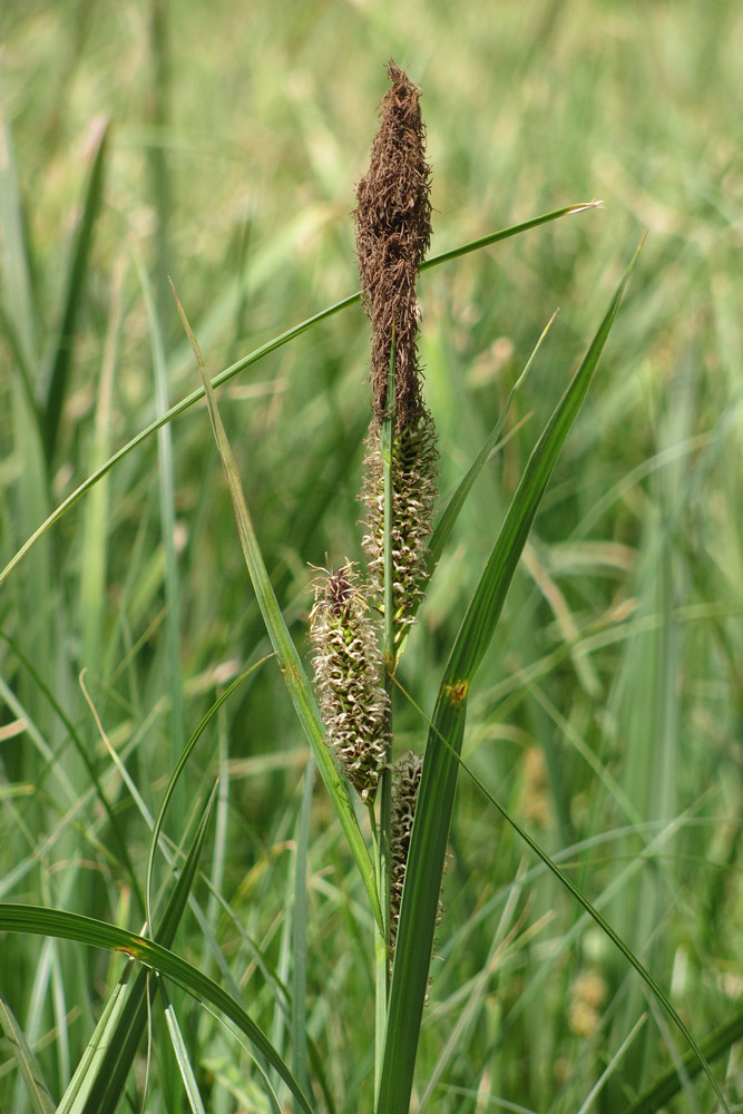 Изображение особи Carex riparia.