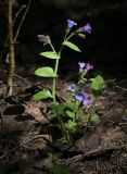 Pulmonaria obscura