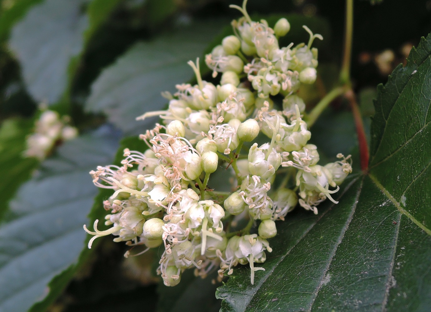 Image of Acer tataricum specimen.