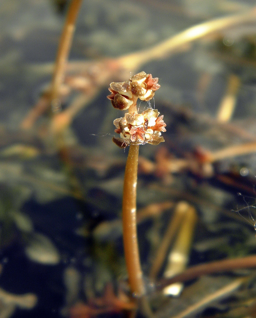 Изображение особи Potamogeton crispus.