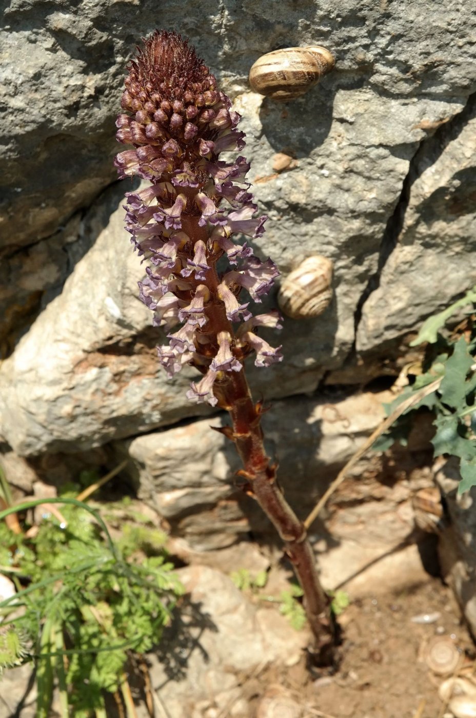 Image of Orobanche grenieri specimen.