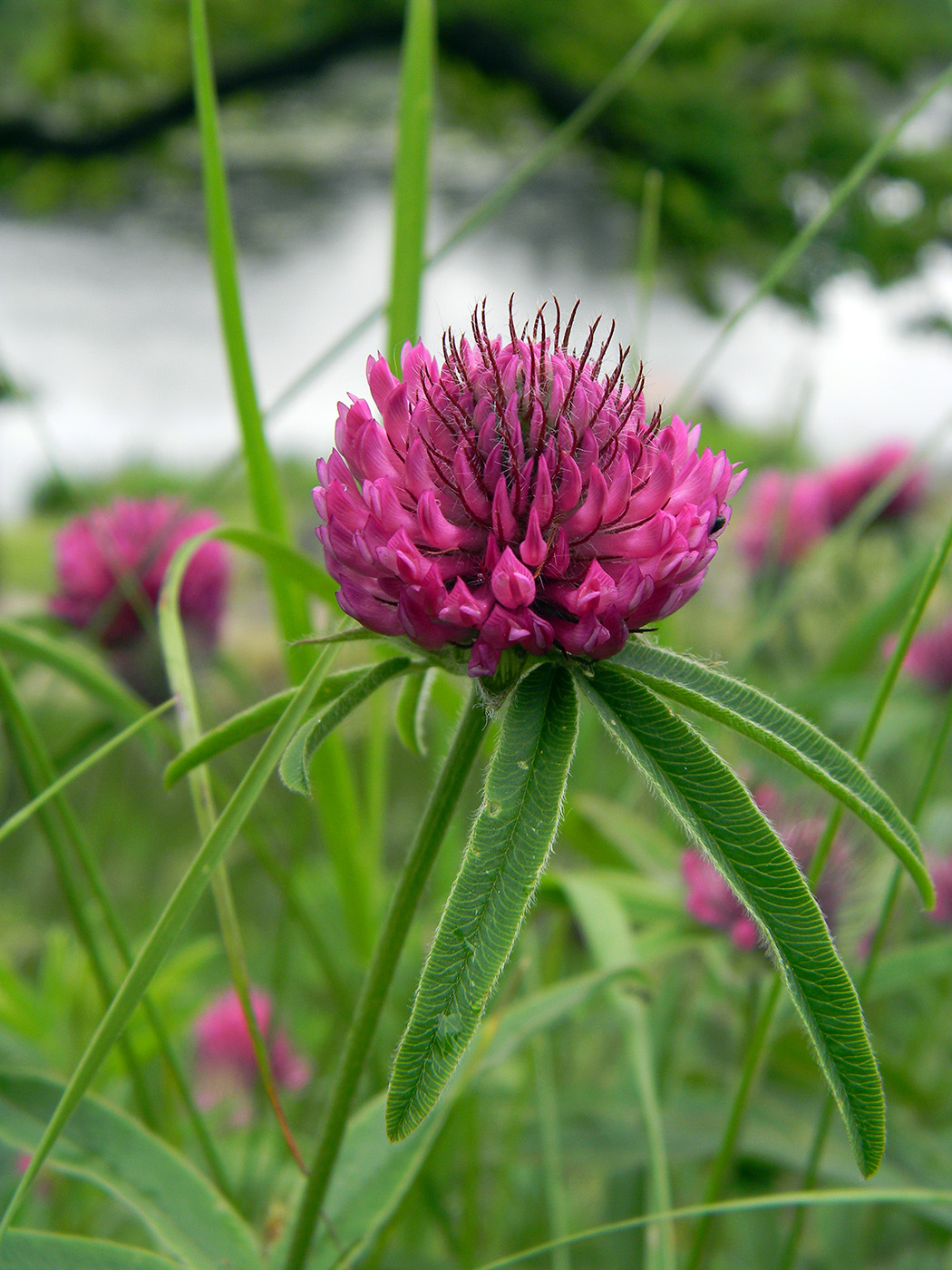 Изображение особи Trifolium alpestre.