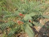 Astragalus utriger