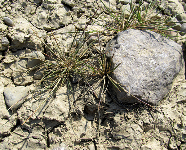 Image of Monerma cylindrica specimen.