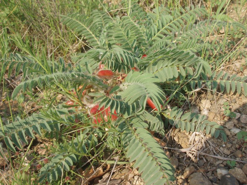 Изображение особи Astragalus utriger.