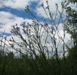 Linum nervosum. Верхушки цветущих растений. Белгородская обл., Губкинский р-н, хвостохранилище ЛГОКа, у дороги. 16 июня 2009 г.