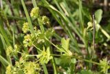 Alchemilla glabra