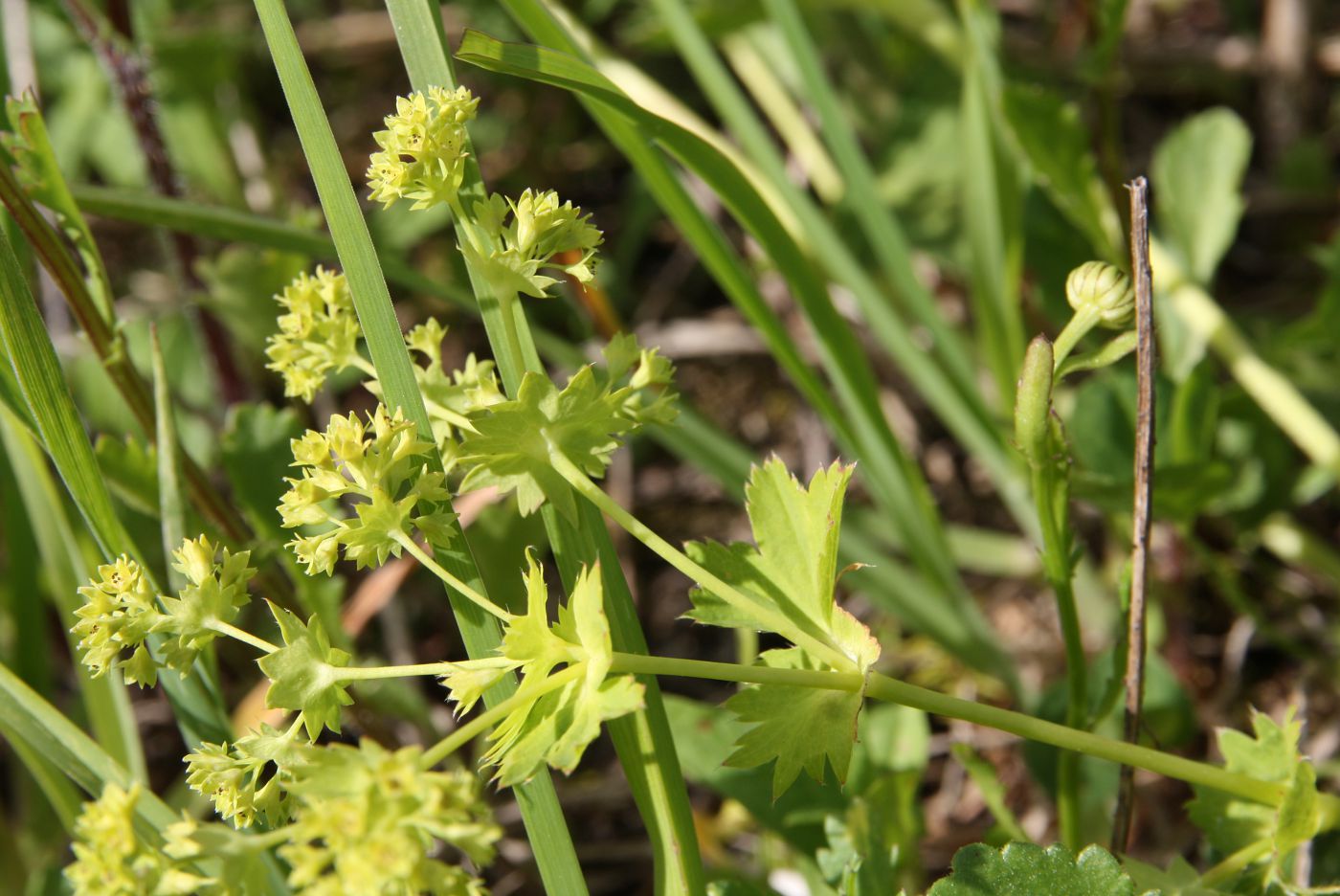 Изображение особи Alchemilla glabra.