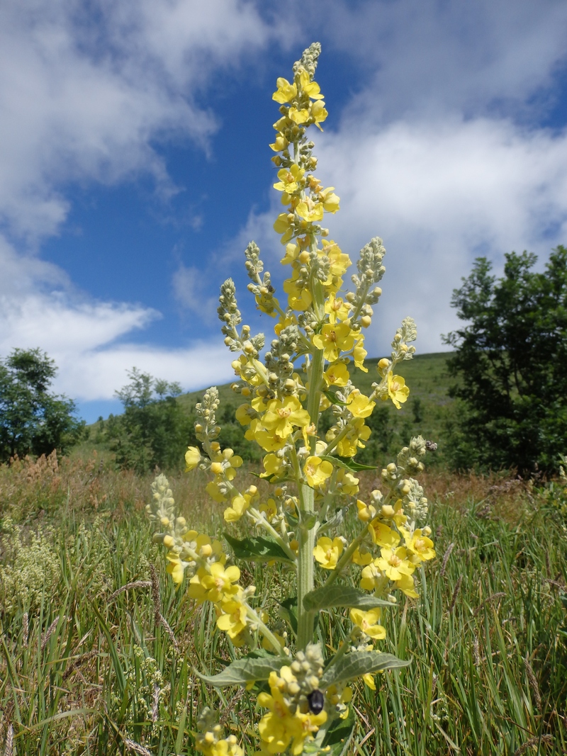 Изображение особи Verbascum lychnitis.