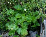 Rubus chamaemorus