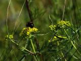 Patrinia rupestris. Верхушка расцветающего растения с кормящейся ежемухой. Приморье, окр. г. Находка, гора Сестра, на вершине. 11.08.2015.