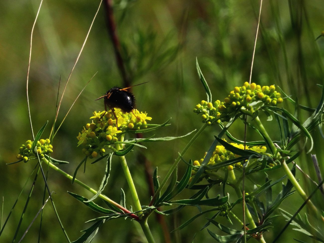 Image of Patrinia rupestris specimen.