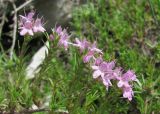 Thymus helendzhicus