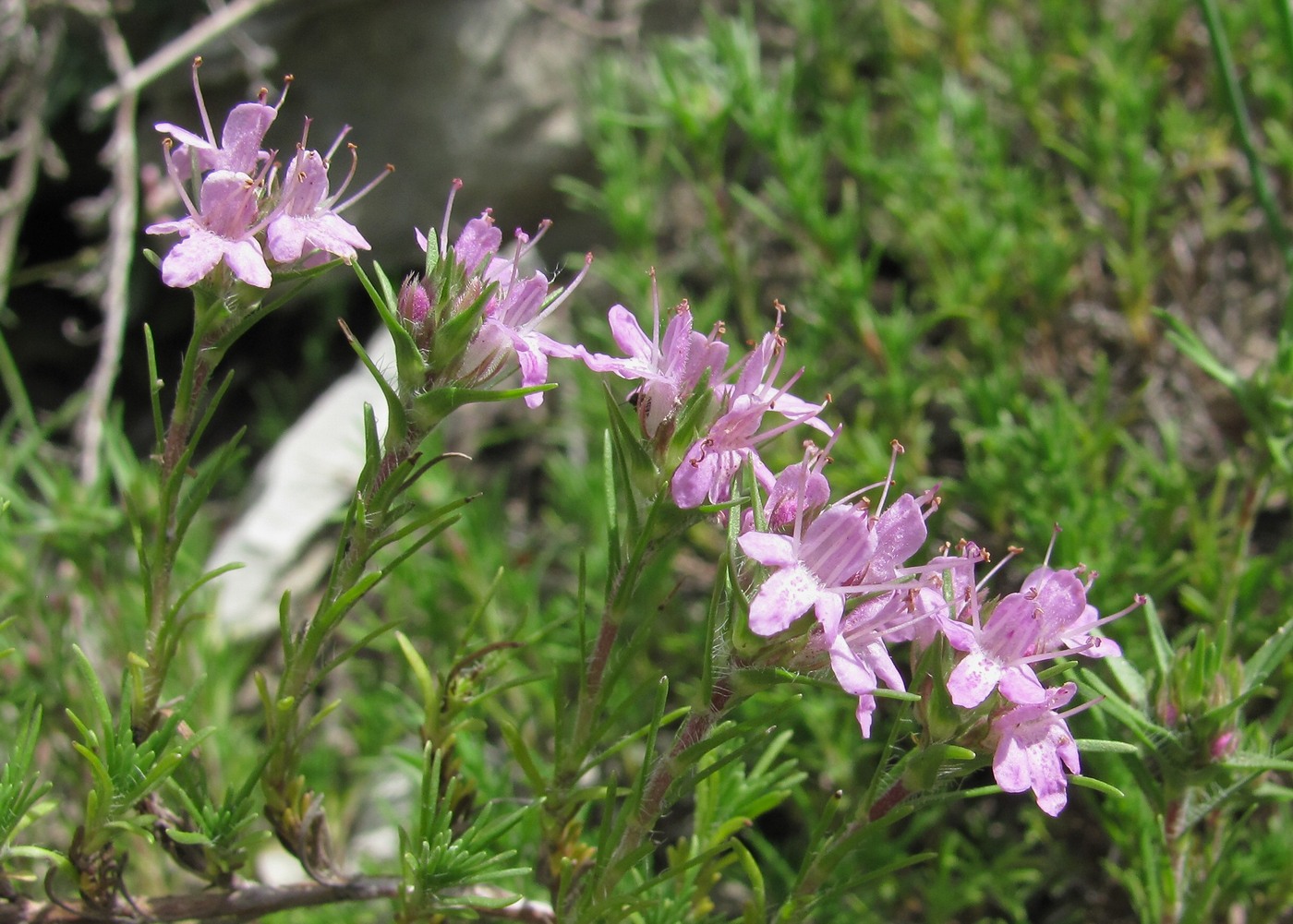 Изображение особи Thymus helendzhicus.