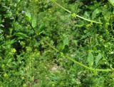 Asperugo procumbens. Верхушка побега с цветками и плодами. Кабардино-Балкария, Эльбрусский р-н, долина р. Ирик, ок. 2300 м н.у.м. 13.07.2016.
