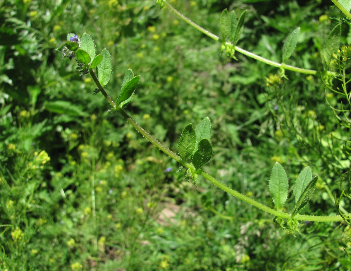 Изображение особи Asperugo procumbens.