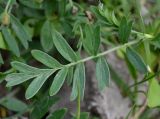 Potentilla bifurca