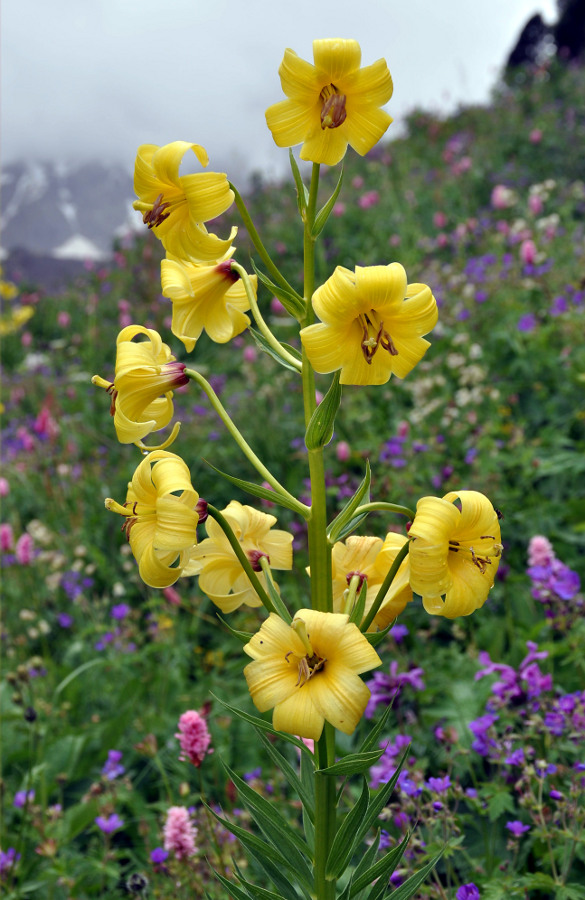 Image of Lilium monadelphum specimen.