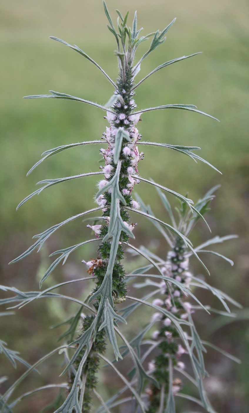 Image of Leonurus deminutus specimen.