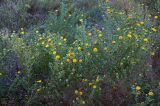 Grindelia squarrosa