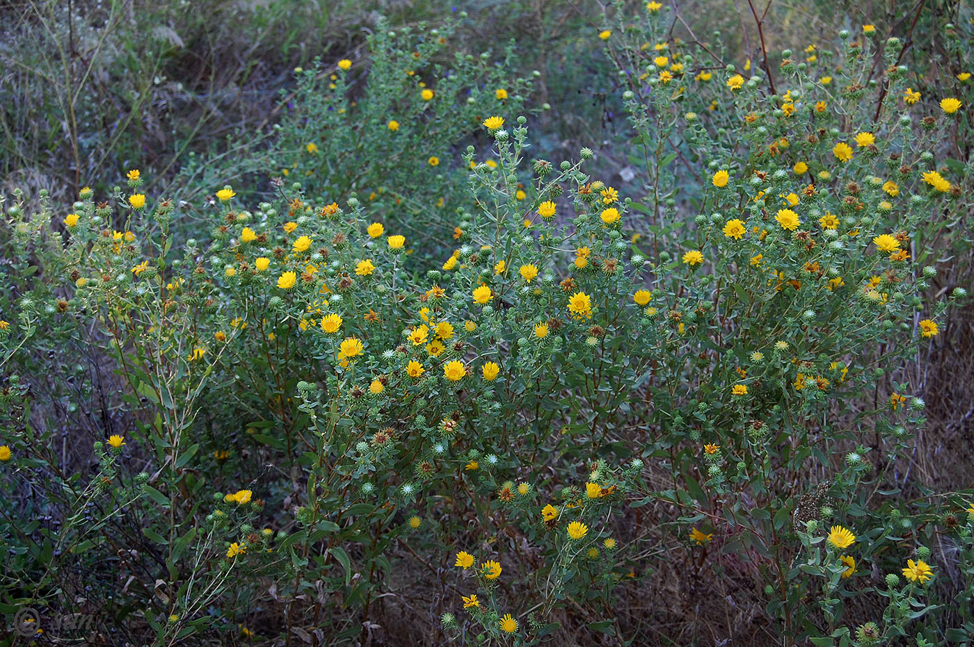 Изображение особи Grindelia squarrosa.