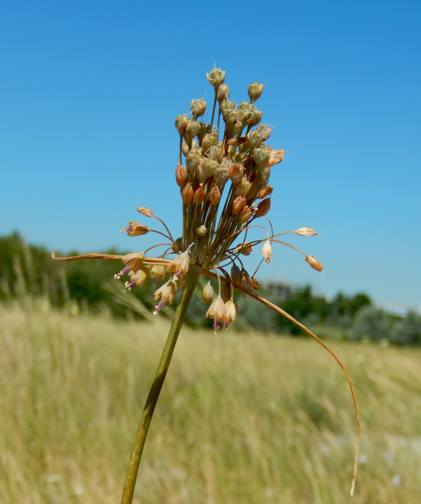 Image of Allium paczoskianum specimen.