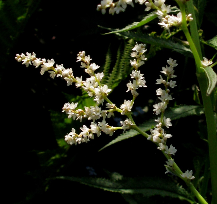 Image of Aconogonon sajanense specimen.