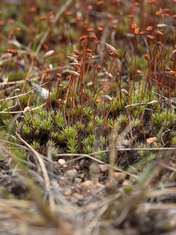 Image of Polytrichum piliferum specimen.