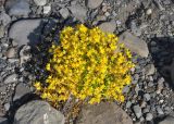 Saxifraga aizoides