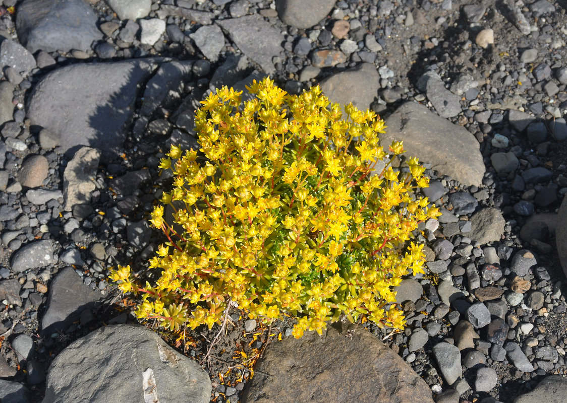 Изображение особи Saxifraga aizoides.