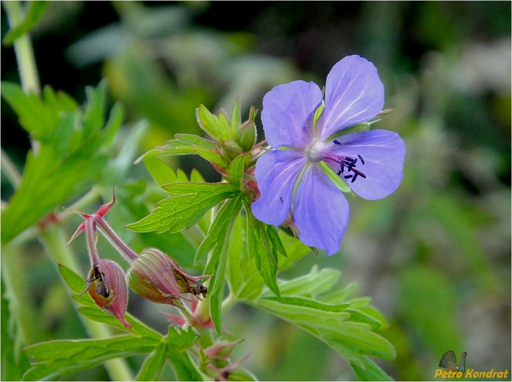 Image of Geranium pratense specimen.