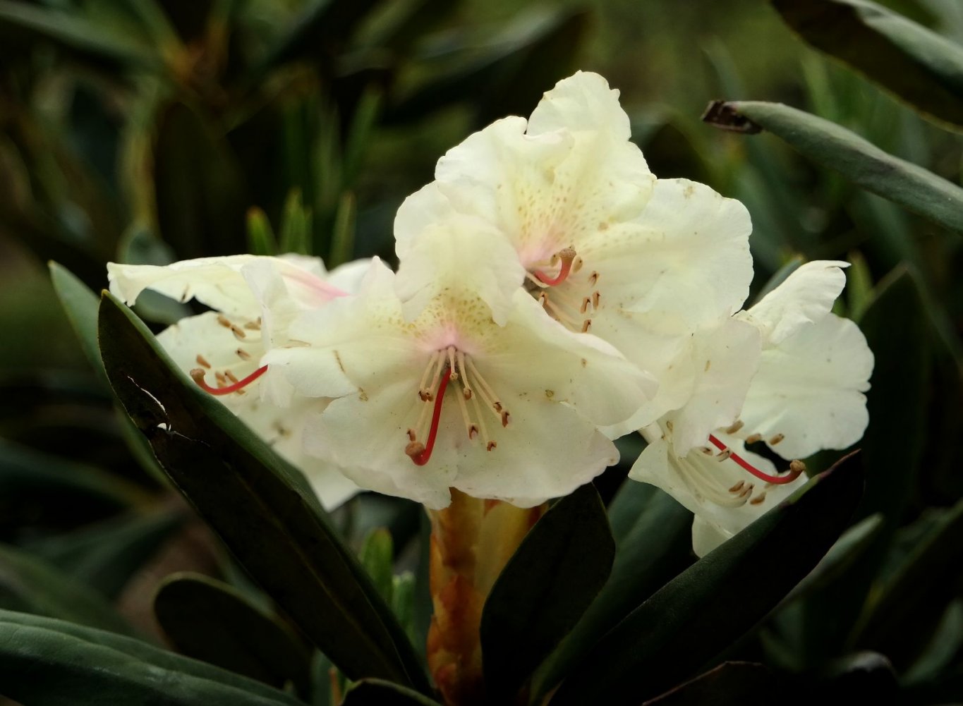 Image of Rhododendron caucasicum specimen.