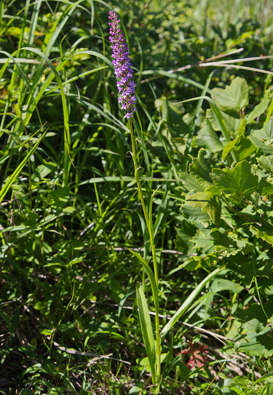 Изображение особи Gymnadenia conopsea.