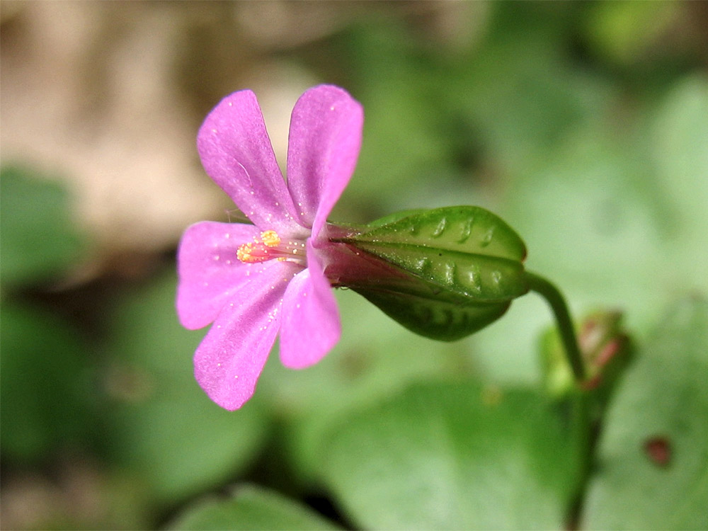 Image of Geranium lucidum specimen.