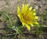 Tragopogon подвид major