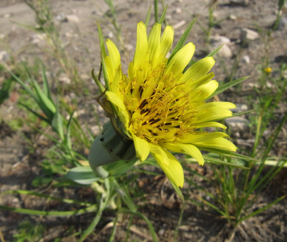 Image of Tragopogon dubius ssp. major specimen.