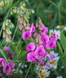 Lathyrus latifolius. Верхушки побегов с соцветиями. Республика Татарстан, г. Казань, Успенский Зилантов монастырь, цветник. 18.06.2015.