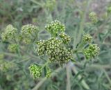 Crambe tataria