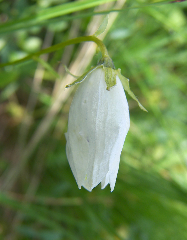 Изображение особи Campanula collina.