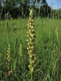 Orchis anthropophora. Соцветие. ФРГ, земля Северный Рейн-Вестфалия, р-н Ойскирхен, окр. г. Бад-Мюнстерайфель, поляна на склоне южной экпозиции, окружённая зарослями кустарников. 29 мая 2010 г.