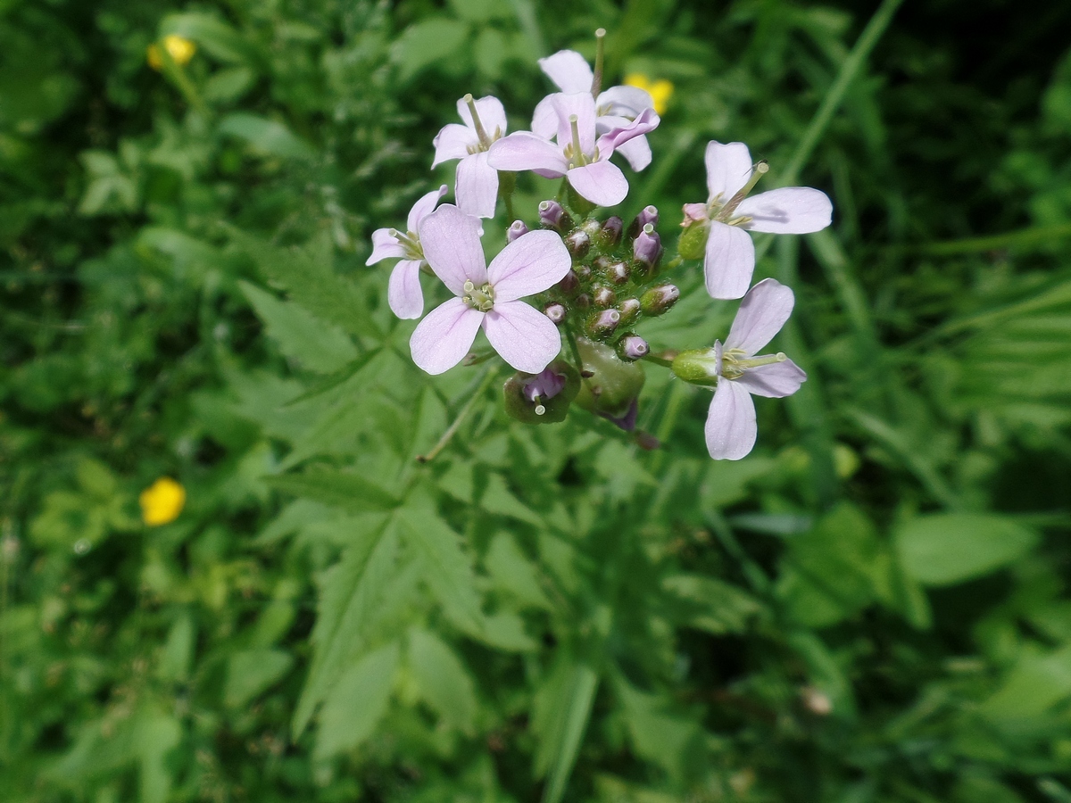 Image of Cardamine macrophylla specimen.