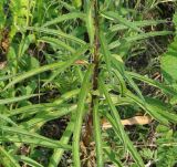 Adenophora coronopifolia