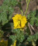 Solanum cornutum